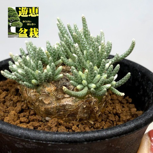 【稀少・赤花】4 うつぼ錦 アボニア クイナリア コーデックス 冬型 塊根 塊根植物：アボニア アルストニー うつぼ錦 赤花*葉幅4cm 現品！一品