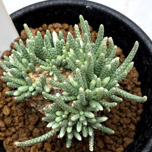 塊根植物：アボニア アルストニー うつぼ錦 赤花*葉幅4cm 現品！一品