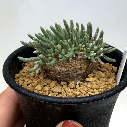 塊根植物：アボニア アルストニー うつぼ錦 赤花*葉幅4.5cm 現品！一品
