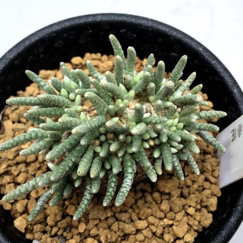 塊根植物：アボニア アルストニー うつぼ錦 赤花*葉幅4.5cm 現品！一品