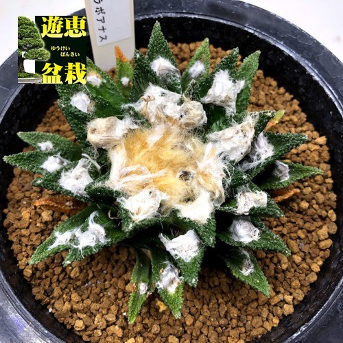 サボテン：アリオカルプス ブラボアナス*幅9cm 現品！一品限り