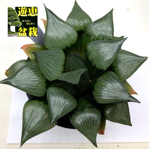 多肉植物：ハオルチア （レツーサ錦×コンプト）×コンプト*幅16cm 現品