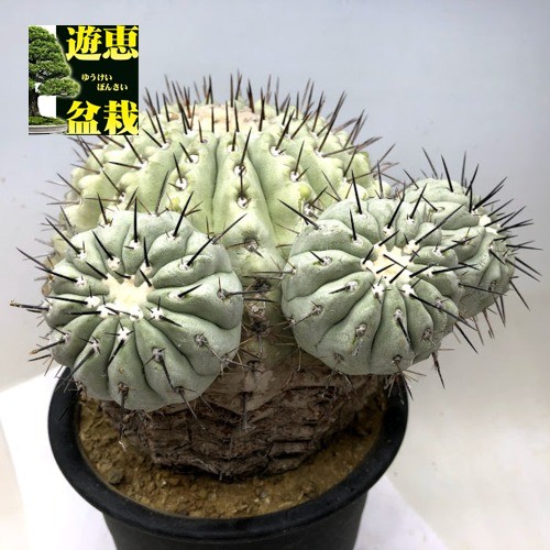サボテン様-黒　よろしくお願いいたします 柱サボテン・鬼面閣 5号 | 日本ライン花木センター