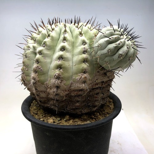 サボテン様-黒　よろしくお願いいたします pillar-cactus-169_1.jpg?1625707818