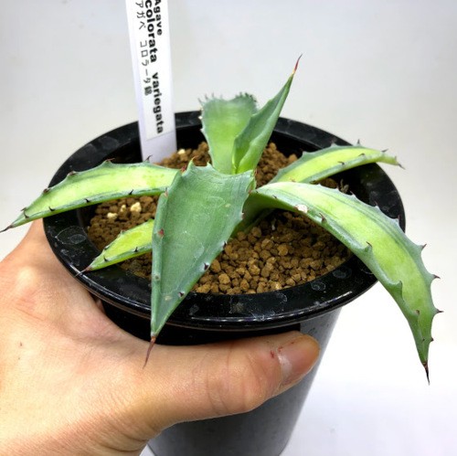 アガベ コロラータ中斑 カキコ + おまけ アガベ コロラータ中斑 カキコ + おまけ2個 アガベ コロラータ黄