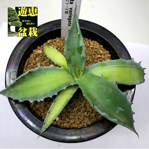 多肉植物：アガベ コロラータ錦 中斑*幅13.5ｃｍ　現品！一品限り