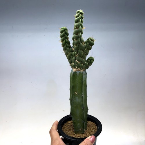 よしにゃあ　スピラリス　柱サボテン　アガベ　ユーフォルビア s8956v_1.jpg