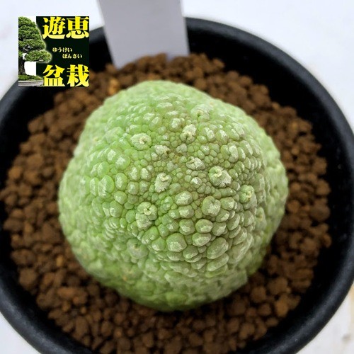 多肉植物：プセウドリトス ミギウルティヌス*幅3.8ｃｍ 現品！一品限り : s8968v : 遊恵盆栽 Yahoo!店 - 通販 -  Yahoo!ショッピング