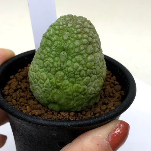 多肉植物：プセウドリトス ミギウルティヌス*幅3.8cm 現品