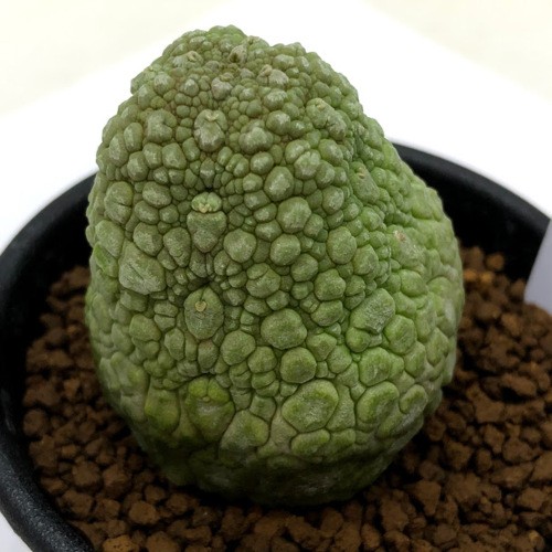 多肉植物：プセウドリトス ミギウルティヌス*幅3.8cm 現品！一品限り