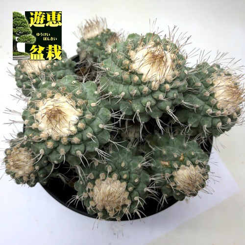 【大株】ストロンボカクタス 菊水 群生 接ぎ降ろし 発根済 国内実生サボテン 大株】ストロンボカクタス 菊水 群生 接ぎ降ろし 発根済 国内実生