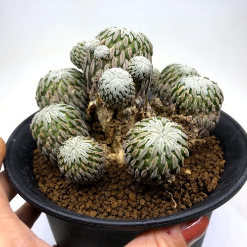 精巧丸 群生 希少 サボテン サボテン：精巧丸（せいこうまる）*幅11.5cm 現品！一品限り : 遊恵