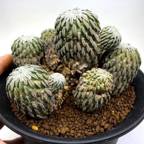 s8988v_3.jpg