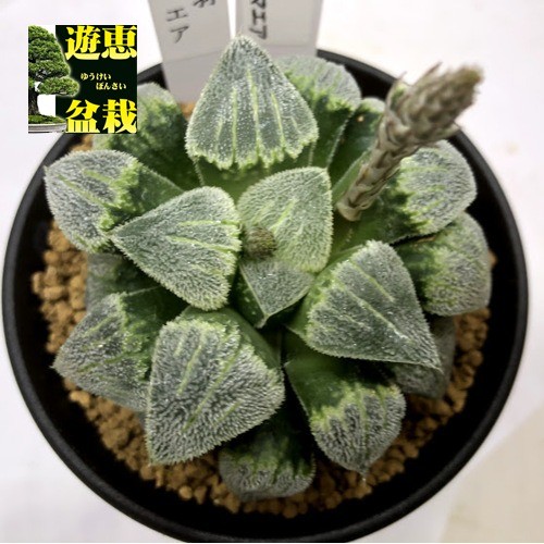 実生ピグマエア錦　糊斑　超美株　ハオルチア　観葉植物　コレクション　46 園芸ネット本店｜ハオルチア：交配実生株（ピグマエア錦実生