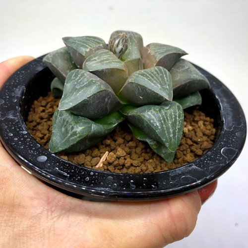 ❣️厳選❣️多肉植物❣️ハオルチア❣️ムチカ❣️群生株❣️鉢ごと❣️ 多肉植物:ハオルチア ムチカ*幅8cm 現品!一品限り : 遊恵