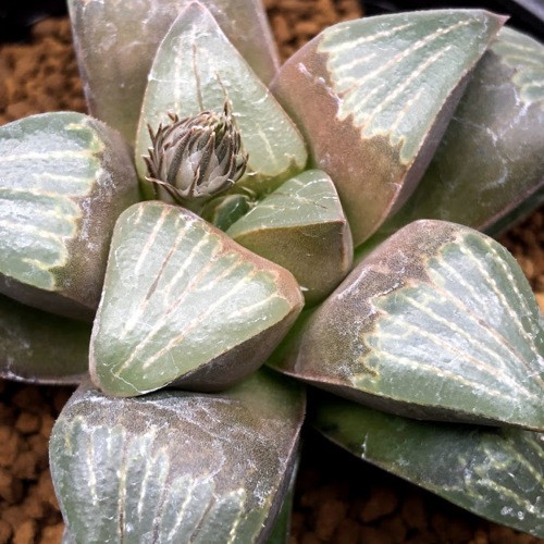 ❣️厳選❣️多肉植物❣️ハオルチア❣️ムチカ❣️群生株❣️鉢ごと❣️ ハオルチア ムチカ系 交配種 10cm鉢 苗 園芸 ガーデニング 通販