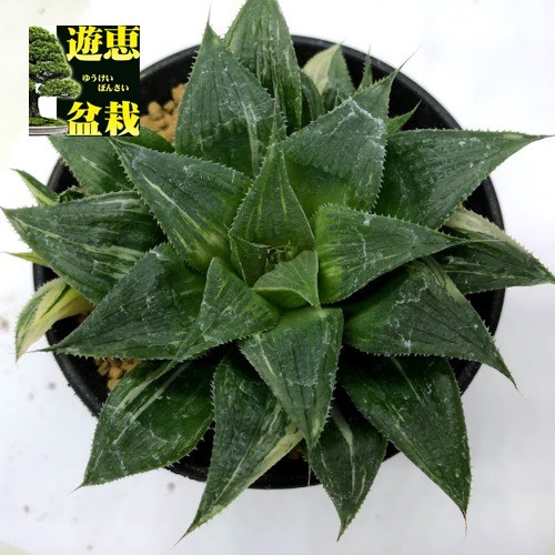 多肉植物：ハオルチア マグニフィカ錦*幅10cm 現品！一品限り : s8993v : 遊恵盆栽 Yahoo!店 - 通販 - Yahoo!ショッピング