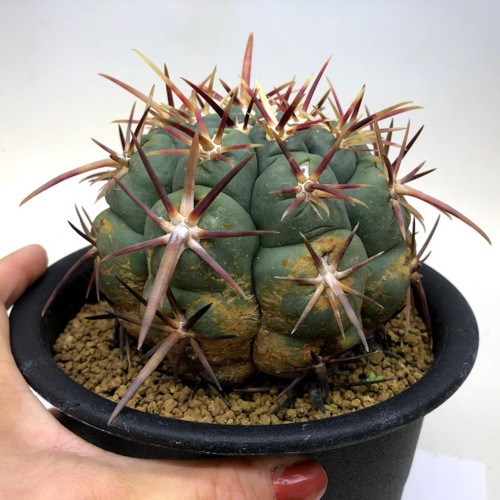 サボテン：テロカクタス 紅鷹*幅10cm 現品！一品限り : 遊恵盆栽