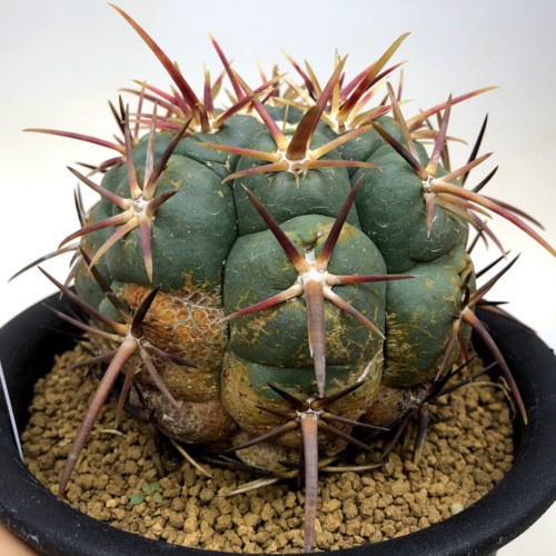 サボテン：テロカクタス 紅鷹*幅10cm 現品！一品限り : 遊恵盆栽