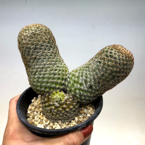 サボテン マミラリア サボテン：マミラリア マツダエ*幅14cm 現品！一品限り : 遊恵盆栽