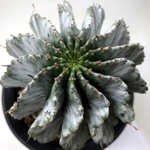 多肉植物：ユーフォルビア 白ホリダ*幅10cm 現品！一品限り : 遊恵