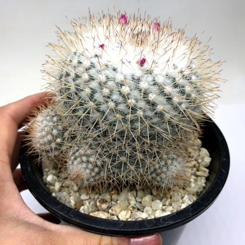 s9042v_1.jpg