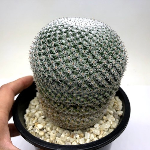 s9045v_1.jpg
