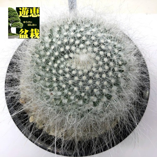 サボテン：マミラリア 長毛玉翁*幅7.5cm 現品 一品限り : 遊恵盆栽