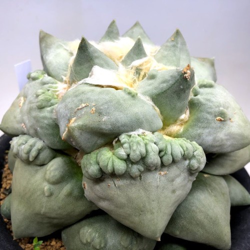 サボテン：アリオカルプス 花牡丹モンスト*幅16cm 現品！一品限り