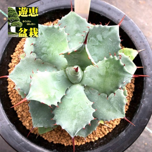 多肉植物：アガベ 風雷神（楊貴妃カキ仔斑なし）*幅12cm 現品！一品