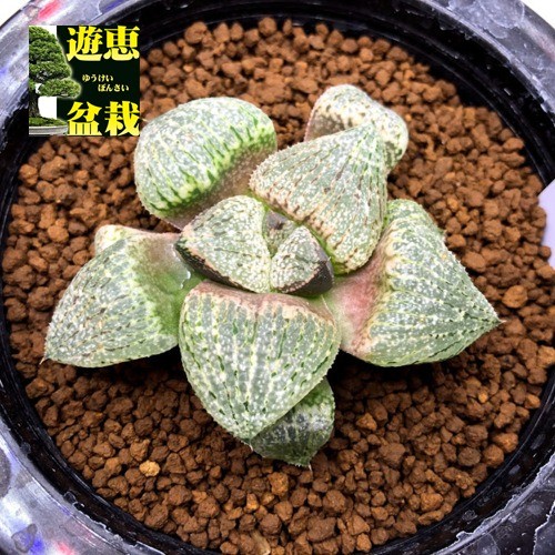 再入荷1番人気 多肉植物 ハオルチア 関西系モザイクピクタ 幅6cm 現品 一品限り 在庫限り 完売次第終了ぽっきりsale R4urealtygroup Com 再入荷1番人気 多肉植物 ハオルチア 関西系モザイクピクタ 幅6cm 現品 一品限り 在庫限り 完売次第終了ぽっきりsale R4urealtygroup Com