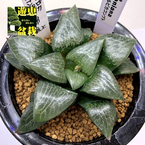 多肉植物：ハオルチア ツルピカコンプト*幅9.5cm 現品！一品限り : s9102v : 遊恵盆栽 Yahoo!店 - 通販 -  Yahoo!ショッピング