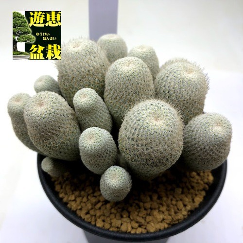 サボテン：エピテランサ 月世界 群生*幅9cm 現品！一品限り : 遊恵