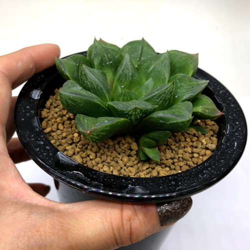 ひ*り様 多肉植物　ハオルチア　特ダルマオブツーサ錦　鮮明錦　糊斑　超美品　大株 多肉植物 ハオルチア 実生オブツーサ錦 鮮明錦 糊斑 - メルカリ
