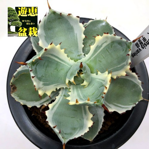 多肉植物：アガベ 甲蟹錦（カブトガニニシキ）*幅12cm 現品！一品