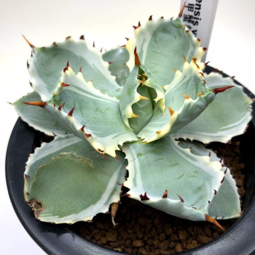 多肉植物：アガベ 甲蟹錦（カブトガニニシキ）*幅12cm 現品！一品