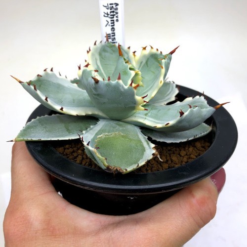 多肉植物：アガベ 甲蟹錦（カブトガニニシキ）*幅12cm 現品！一品