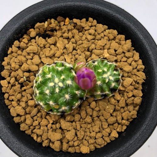 サボテン：マミラリア サボアエ ハウディアーナ*幅4cm : 遊恵盆栽