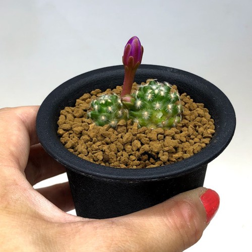 サボテン：マミラリア サボアエ ハウディアーナ*幅4cm : 遊恵盆栽