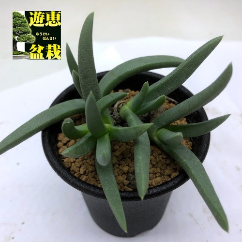 多肉植物：ケファロフィルム アルストニー*幅8cm : 遊恵盆栽