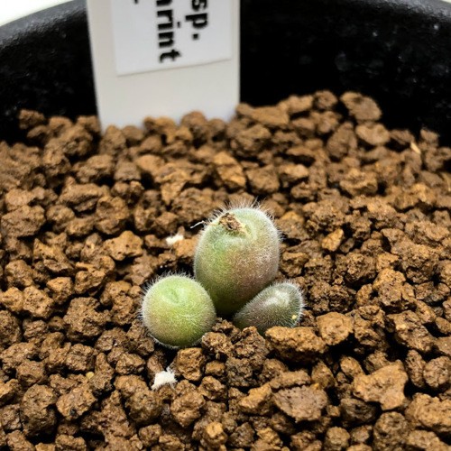 多肉植物：コノフィツム ステファニー*全幅1cm 現品！一品限り : 遊恵