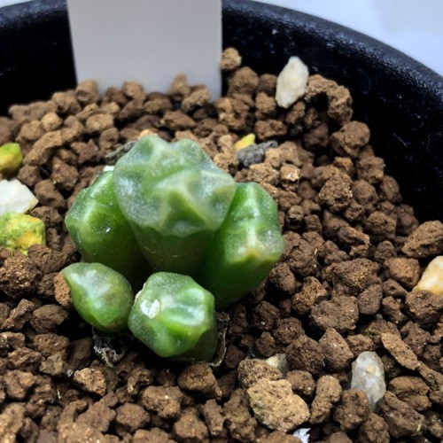 多肉植物：コノフィツム アンゲリカエ*全幅1.5cm 現品！一品限り
