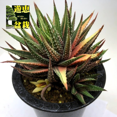 多肉植物：ハオルチア 金城錦*幅11cm 現品！一品限り : 遊恵盆栽