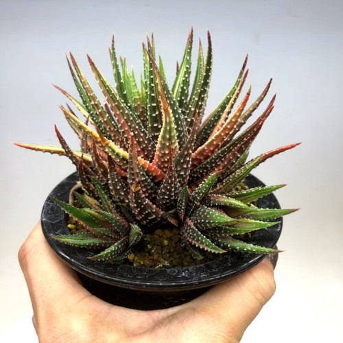 b*o様 多肉植物　ハオルチア　北極の光錦　鮮明錦 多肉植物 ハオルチア 北極の光錦 鮮明錦 糊斑 - メルカリ