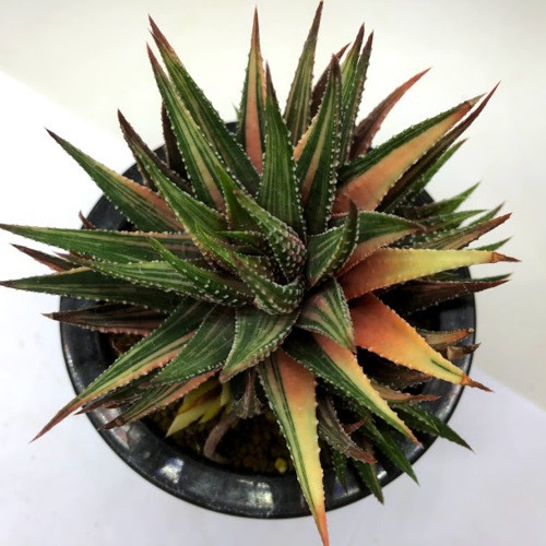 多肉植物：ハオルチア 金城錦*幅11cm 現品！一品限り : 遊恵盆栽 Yahoo