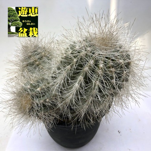 サボテン：コピアポア 雷血丸*幅14cm 現品 一品限り : 遊恵盆栽