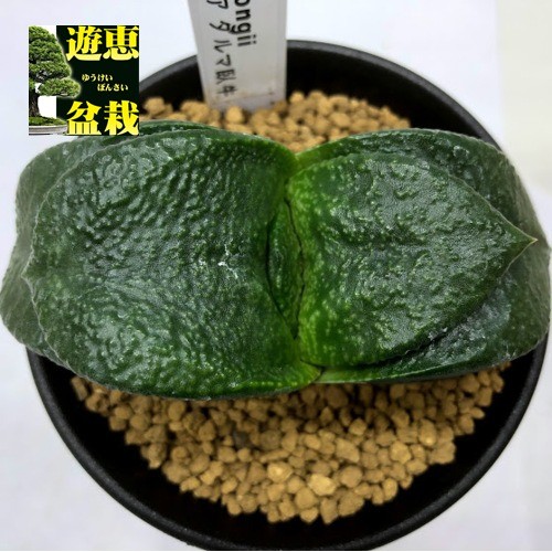 s9198v.jpg