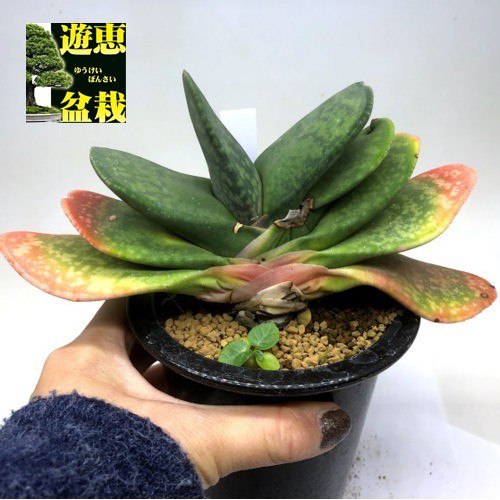 ガステリア 恐竜 5号(15cm)鉢 No210