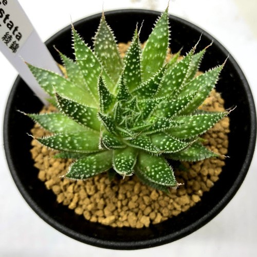 多肉植物：アロエ 綾錦*幅6ｃｍ : s9209v : 遊恵盆栽 Yahoo!店 - 通販 - Yahoo!ショッピング