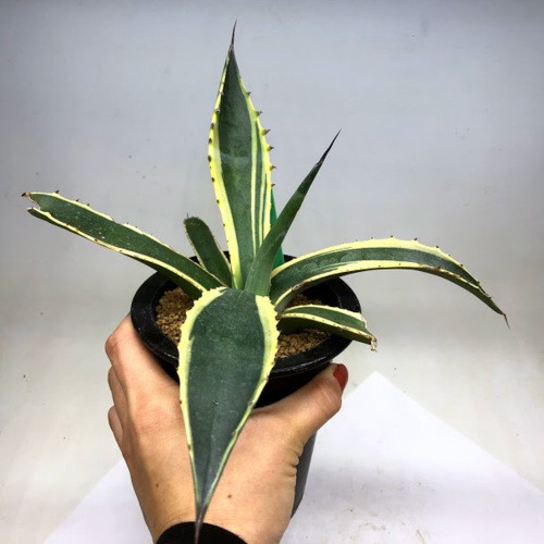 多肉植物：アガベ サルミアナ バターフィンガーズ*幅36cm 現品
